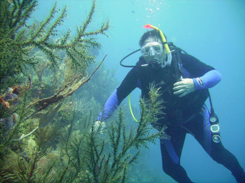 ../Images/waterphil and black coral.jpg